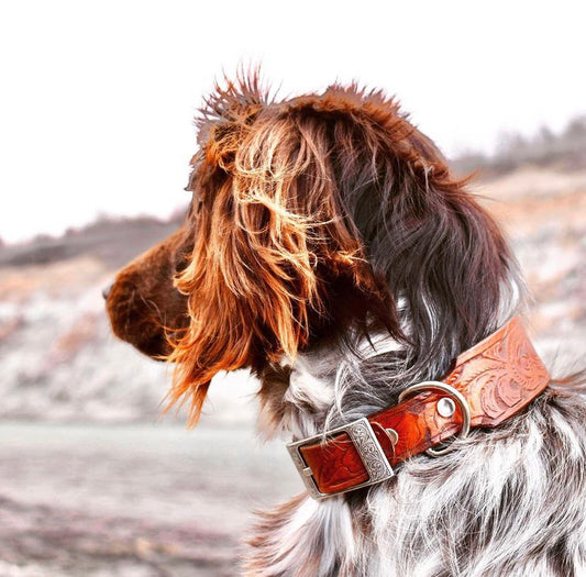 Floral tooled dog collar